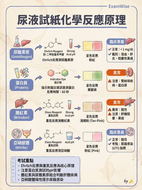 醫檢師 - 尿液化學檢驗 - AI 圖文解析預覽