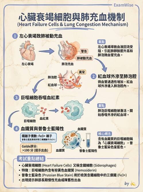 醫檢師 - 痰液一般鏡檢 - AI 圖文解析預覽