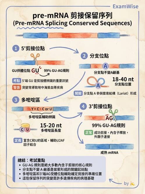 醫檢師 - 基礎分子生物學 - AI 圖文解析預覽