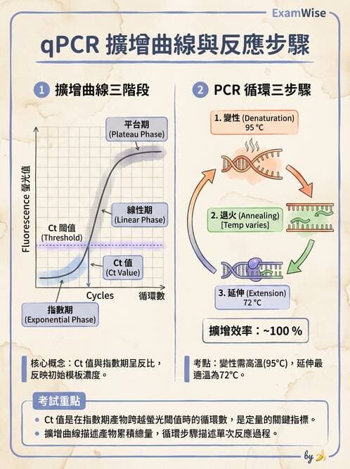 醫檢師 - 核酸擴增與萃取技術 - AI 圖文解析預覽