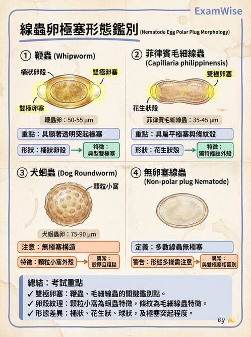 醫檢師 - 寄生蟲檢查-蠕蟲類 - AI 圖文解析預覽