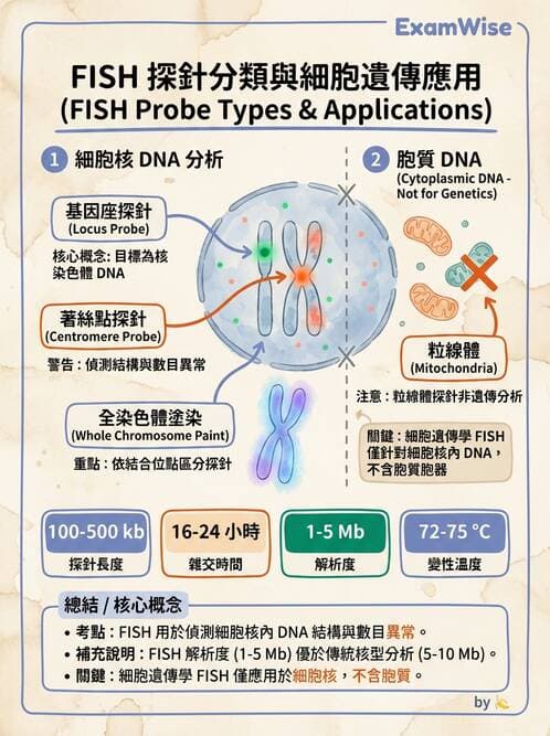 醫檢師 - 分子鑑定與應用技術 - AI 圖文解析預覽