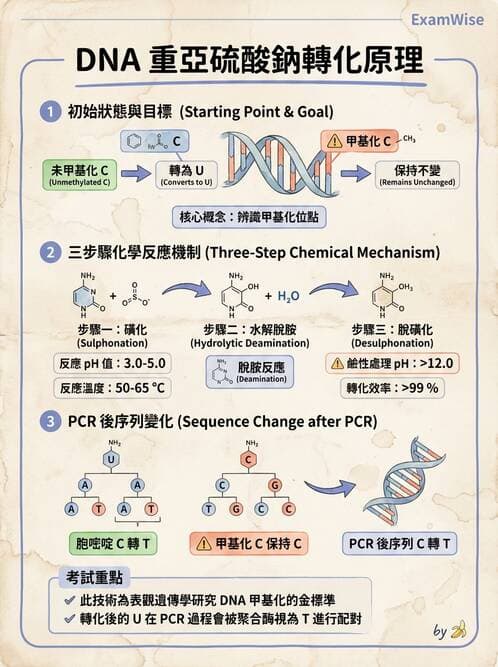 醫檢師 - 定序電泳與表觀分析 - AI 圖文解析預覽