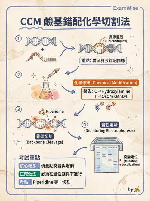 醫檢師 - 定序電泳與表觀分析 - AI 圖文解析預覽