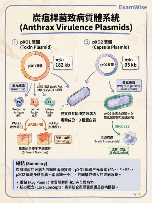醫檢師 - 鏈球菌與其他革蘭氏陽性桿菌 - AI 圖文解析預覽
