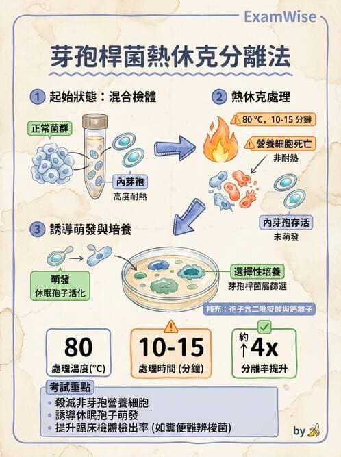 醫檢師 - 鏈球菌與其他革蘭氏陽性桿菌 - AI 圖文解析預覽
