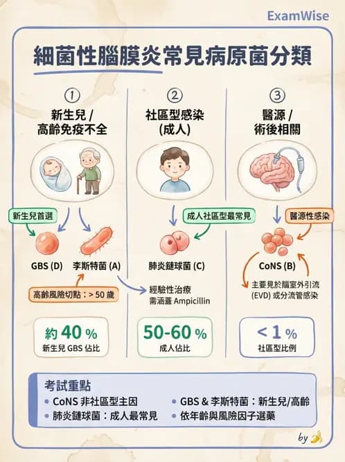 醫檢師 - 鏈球菌與其他革蘭氏陽性桿菌 - AI 圖文解析預覽