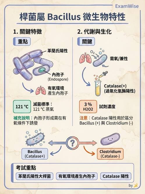 醫檢師 - 鏈球菌與其他革蘭氏陽性桿菌 - AI 圖文解析預覽