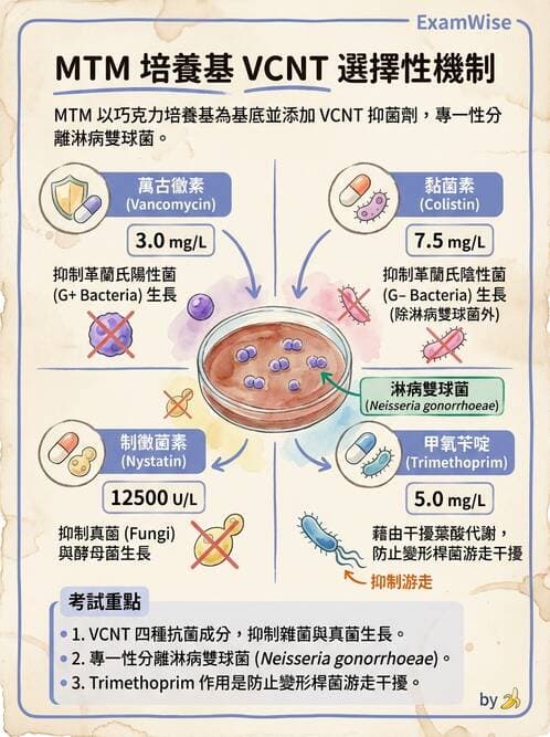 醫檢師 - 奈瑟菌與挑剔性革蘭氏陰性菌 - AI 圖文解析預覽