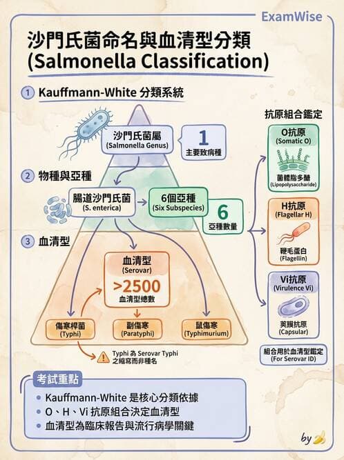 醫檢師 - 主要腸道致病菌 - AI 圖文解析預覽