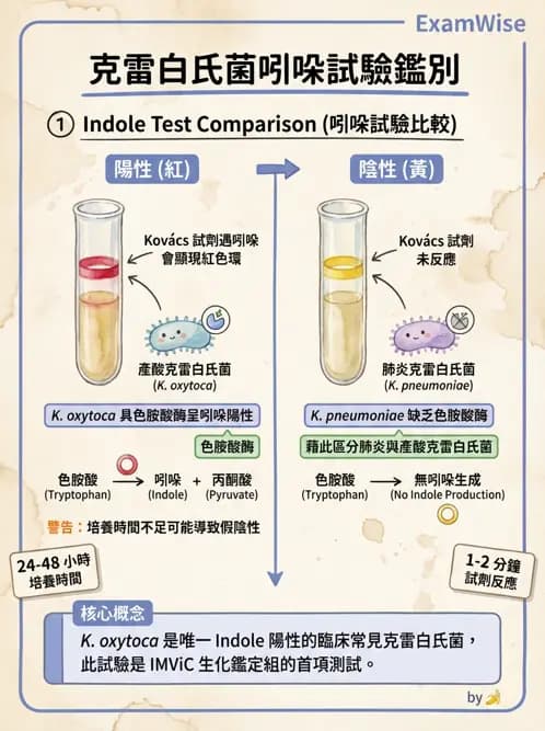 醫檢師 - 其他腸內菌科 - AI 圖文解析預覽
