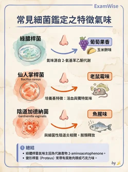 醫檢師 - 非發酵菌 - AI 圖文解析預覽