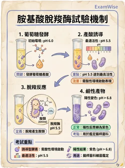醫檢師 - 腸內菌鑑別方法與培養基 - AI 圖文解析預覽