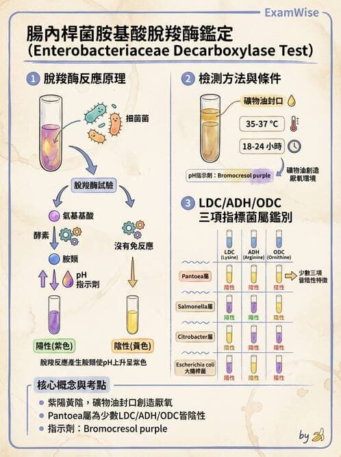 醫檢師 - 其他腸內菌科 - AI 圖文解析預覽