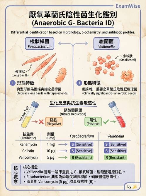 醫檢師 - 厭氧菌 - AI 圖文解析預覽