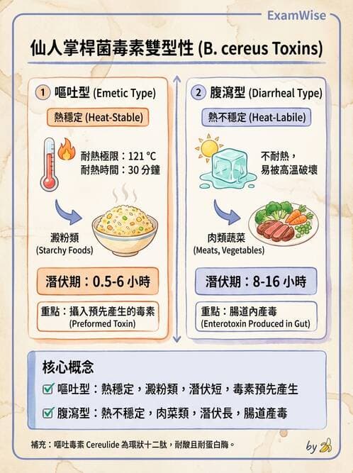 醫檢師 - 鏈球菌與其他革蘭氏陽性桿菌 - AI 圖文解析預覽