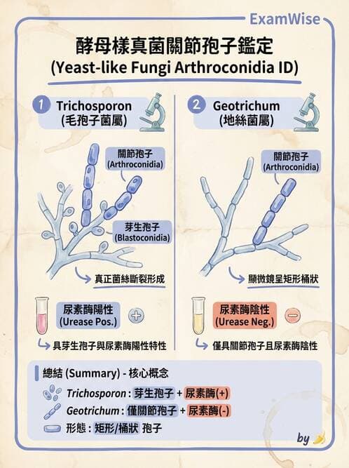 醫檢師 - 系統性與機會性真菌感染 - AI 圖文解析預覽