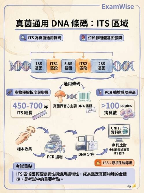 醫檢師 - 真菌診斷與治療 - AI 圖文解析預覽