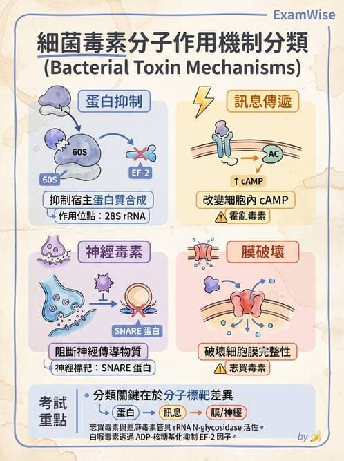 醫檢師 - 主要腸道致病菌 - AI 圖文解析預覽
