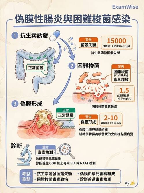 醫檢師 - 厭氧菌 - AI 圖文解析預覽