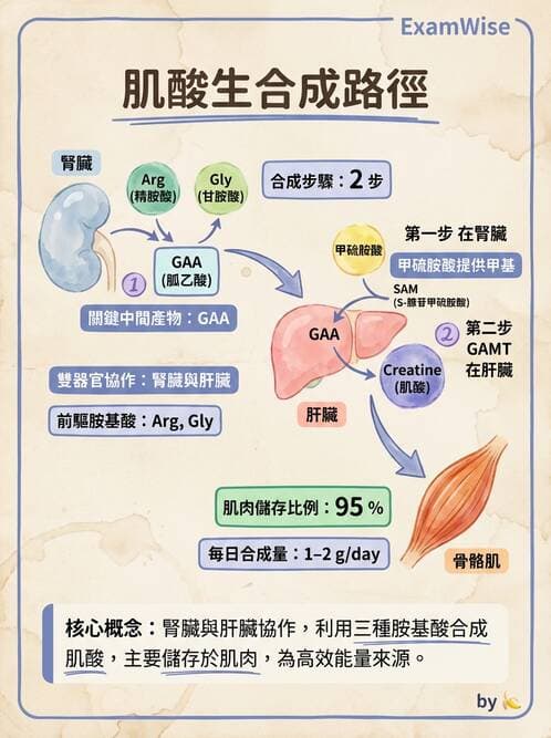 醫檢師 - 胺基酸代謝與先天性疾病 - AI 圖文解析預覽