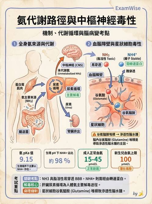 醫檢師 - 腎臟機能與代謝評估 - AI 圖文解析預覽