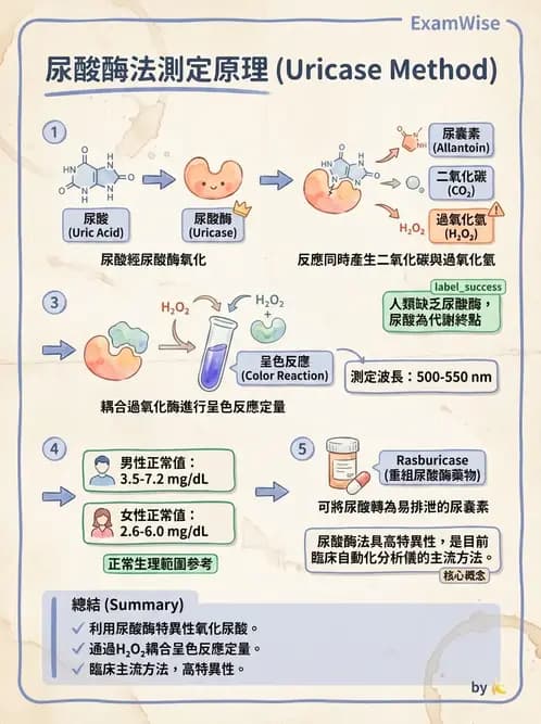醫檢師 - 腎臟機能與代謝評估 - AI 圖文解析預覽
