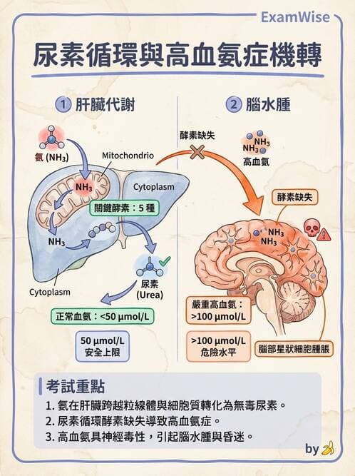醫檢師 - 腎臟機能與代謝評估 - AI 圖文解析預覽