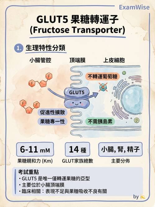 醫檢師 - 醣類代謝與糖尿病 - AI 圖文解析預覽
