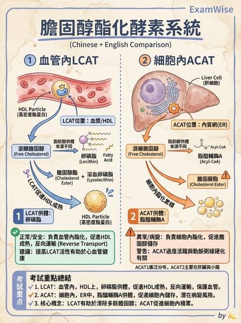 醫檢師 - 脂質代謝與酮體 - AI 圖文解析預覽