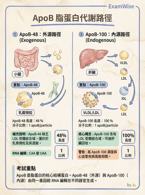 醫檢師 - 脂蛋白分類與臨床應用 - AI 圖文解析預覽