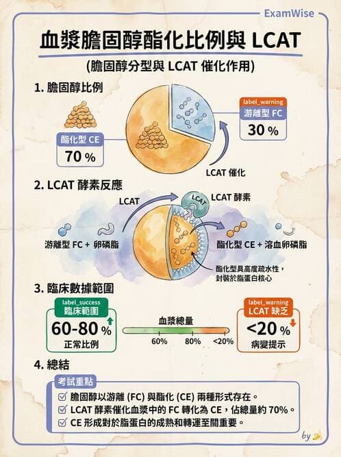 醫檢師 - 脂質代謝與酮體 - AI 圖文解析預覽