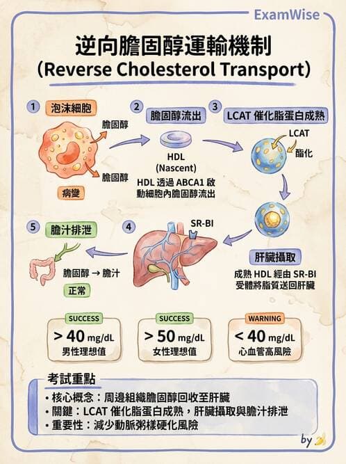 醫檢師 - 脂蛋白分類與臨床應用 - AI 圖文解析預覽