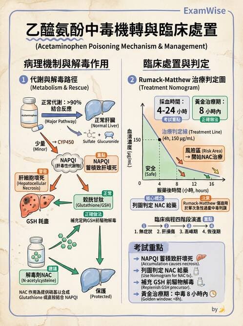 醫檢師 - 肝臟機能與胰臟酵素 - AI 圖文解析預覽