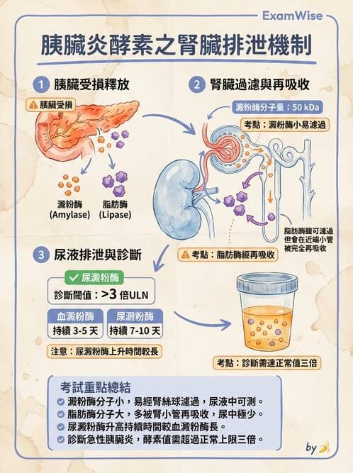 醫檢師 - 肝臟機能與胰臟酵素 - AI 圖文解析預覽