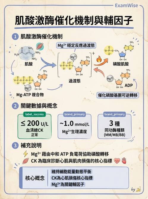 醫檢師 - 臨床酵素學基礎 - AI 圖文解析預覽