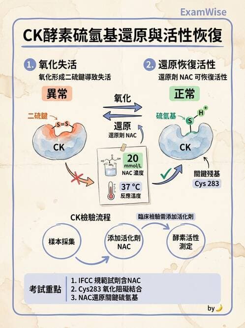 醫檢師 - 臨床酵素學基礎 - AI 圖文解析預覽