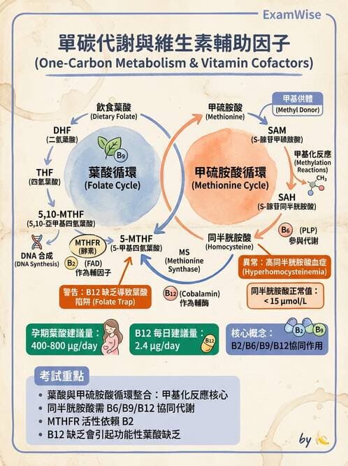 醫檢師 - 維生素 - AI 圖文解析預覽