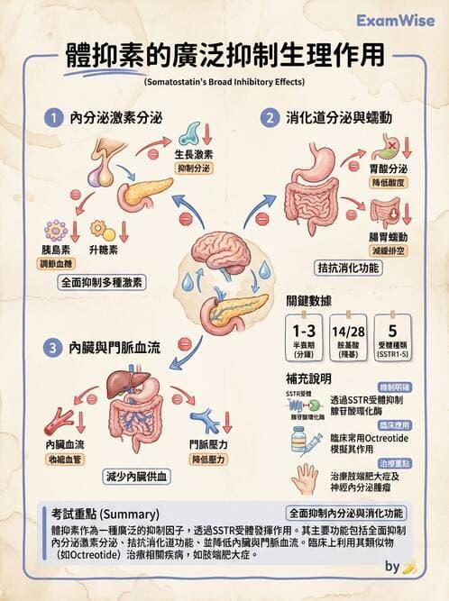 醫檢師 - 甲狀腺與垂體內分泌 - AI 圖文解析預覽