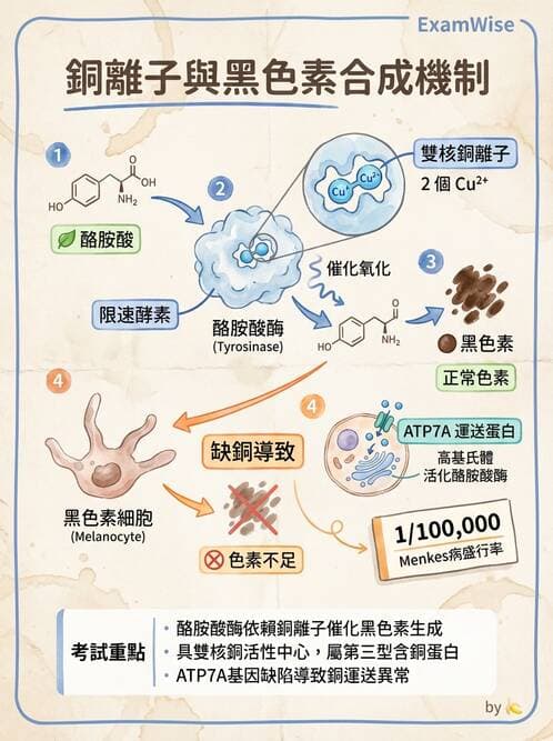 醫檢師 - 電解質與微量元素 - AI 圖文解析預覽