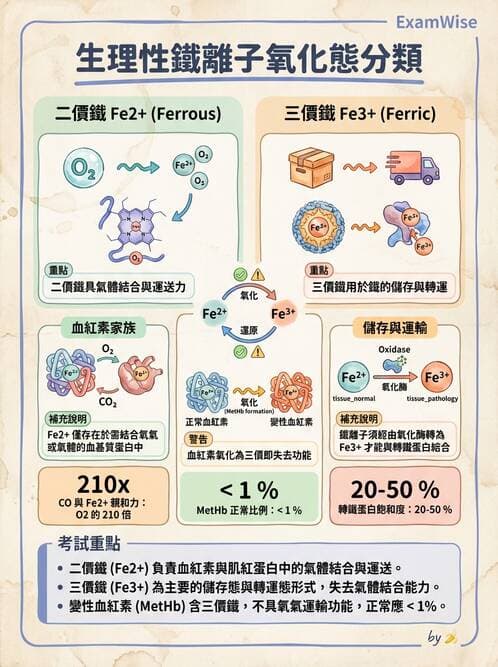 醫檢師 - 電解質與微量元素 - AI 圖文解析預覽