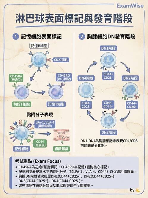 醫檢師 - T細胞發育與功能 - AI 圖文解析預覽