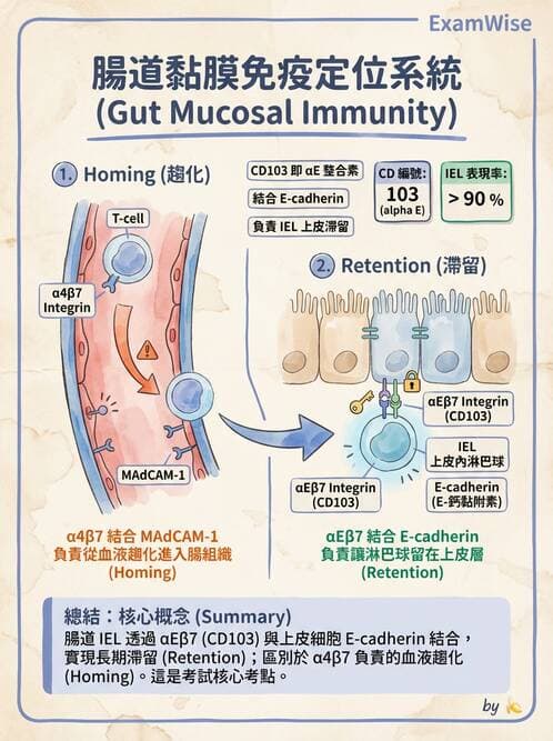 醫檢師 - 細胞激素與抗原呈獻 - AI 圖文解析預覽