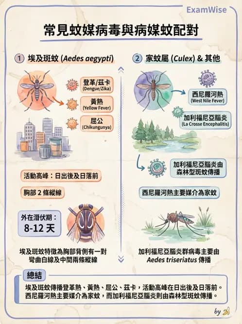 醫檢師 - 急性發炎蛋白與微生物感染血清學 - AI 圖文解析預覽