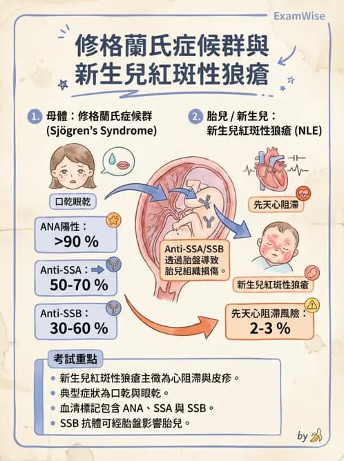 醫檢師 - 其他自體免疫疾病與自體抗體檢驗 - AI 圖文解析預覽