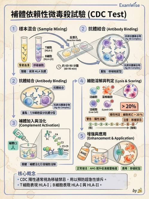 醫檢師 - 組織型與移植免疫學 - AI 圖文解析預覽