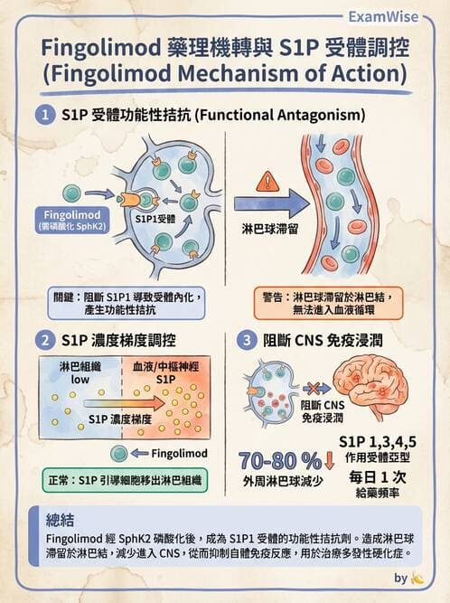 醫檢師 - 其他自體免疫疾病與自體抗體檢驗 - AI 圖文解析預覽