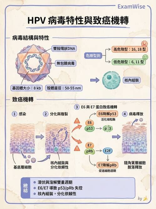 醫檢師 - 人類乳突病毒 - AI 圖文解析預覽