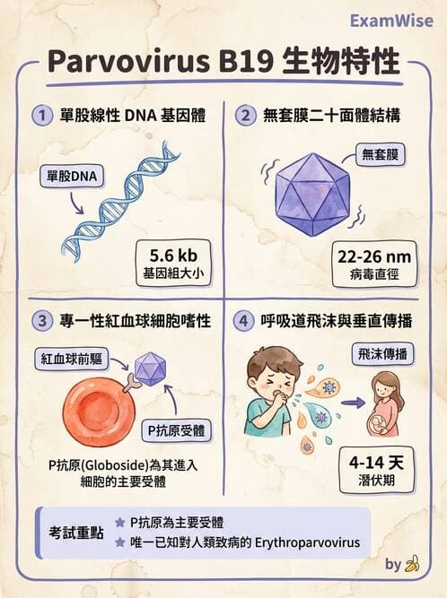 醫檢師 - 細小病毒與多瘤病毒 - AI 圖文解析預覽