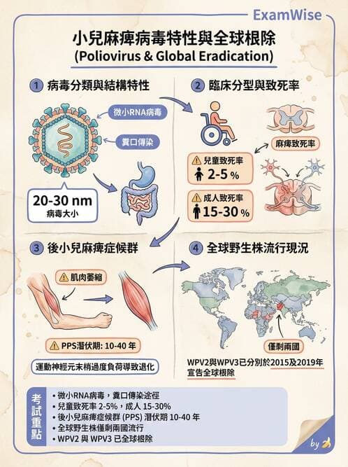醫檢師 - 小RNA病毒科與腸道病毒 - AI 圖文解析預覽